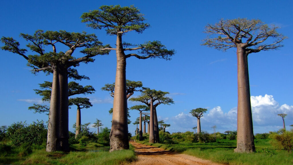 Morondava